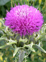 Study: Milk Thistle Can Stop Lung Cancer