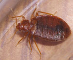 natural healing solution to get rid of bedbugs